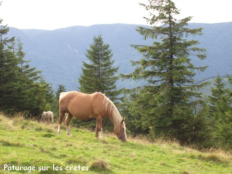 Pturage sur les crtes - Photo G.GUYOT